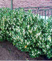 Prunus Laurocer. Herbergii
