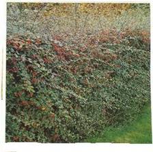 Cotoneaster Franchetti