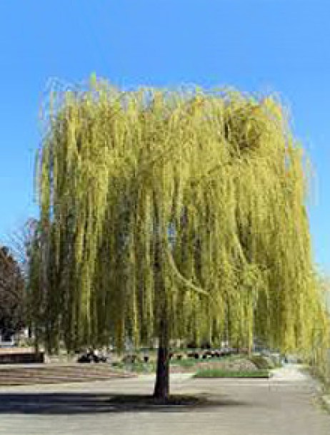 categorie-arbres1