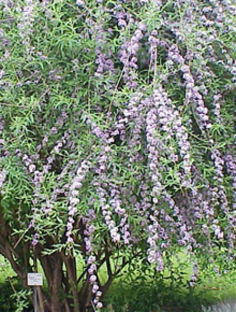 categorie-arbustes-a-fleurs