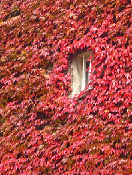 categorie-grimpantes-ombre-