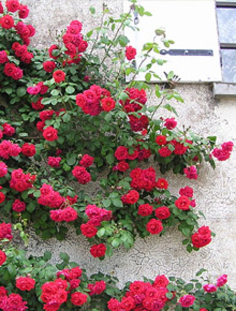 categorie-rosiers-grimpants.jog