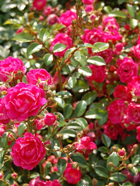 categorie-rosiers-polyantha