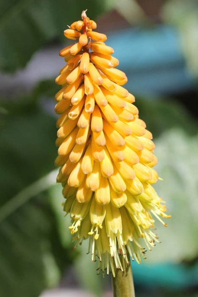 1043-kniphofia-hybride-pineapple-popsicle