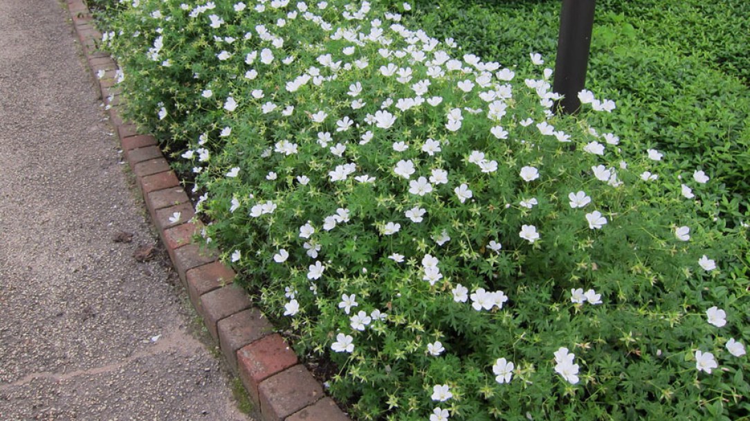 (c) cultivar413
