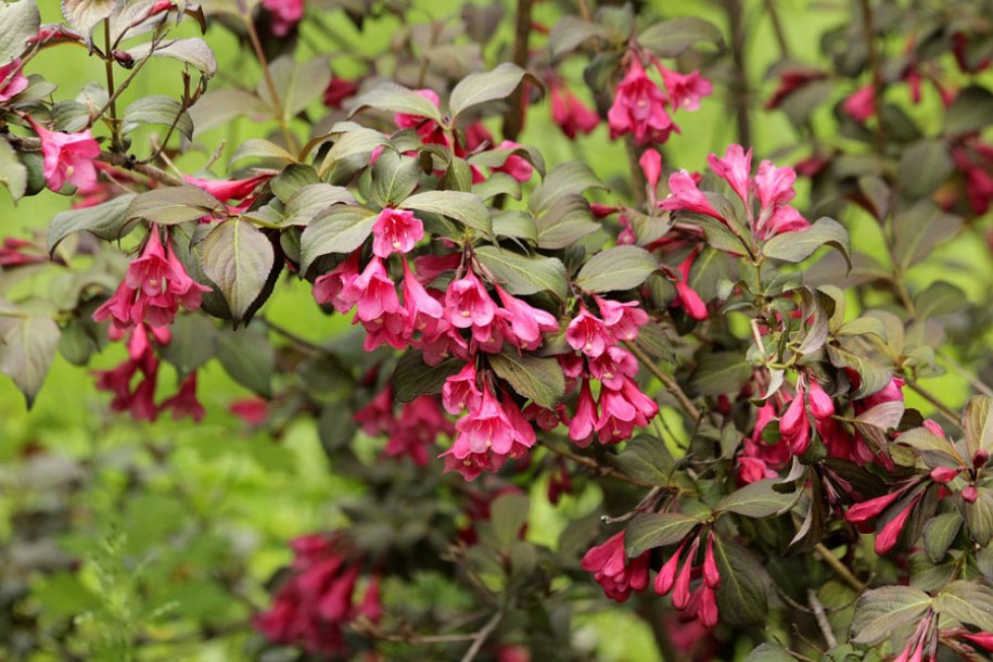 1114-weigela-red-prince