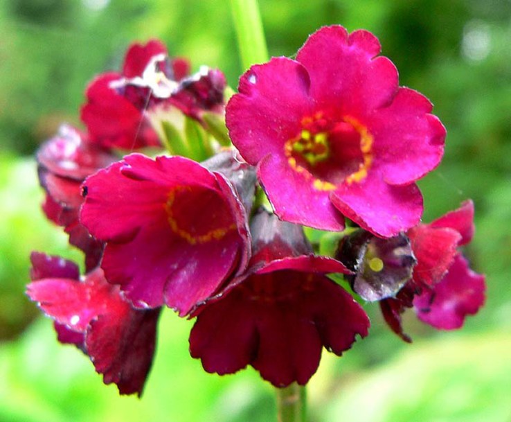 113-primula-japonica-miller-crimson