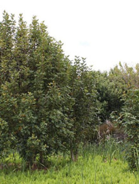 1276-fagus-sylvatica-dawijk