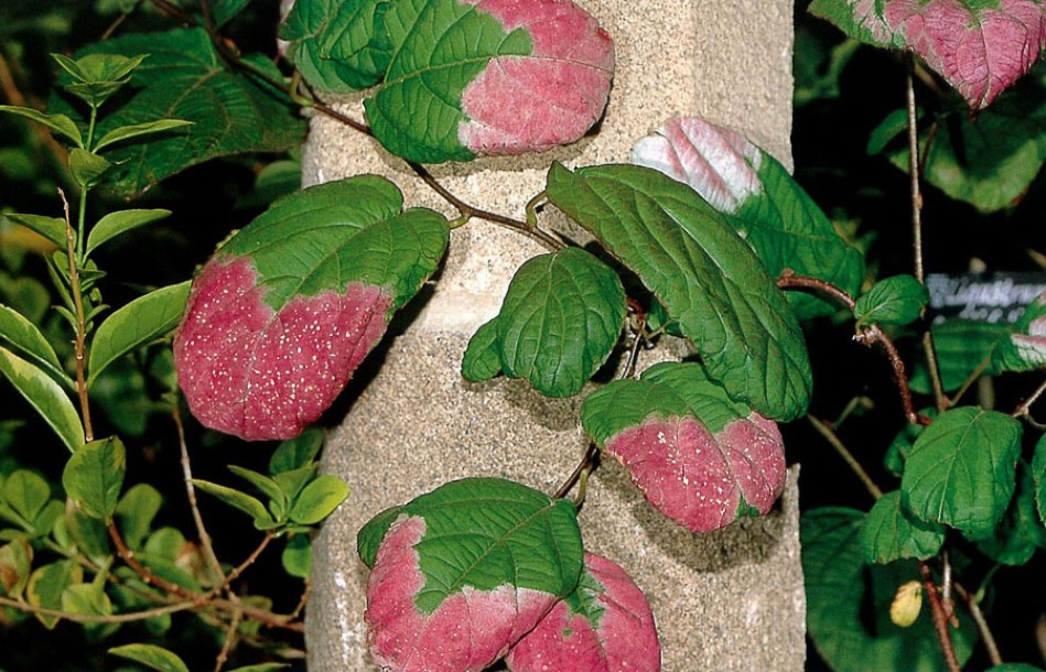 1429-actinidia-kolomikta