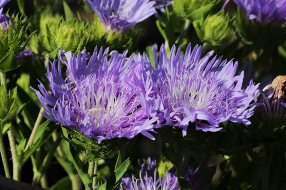 1548-stokesia-mels-blue