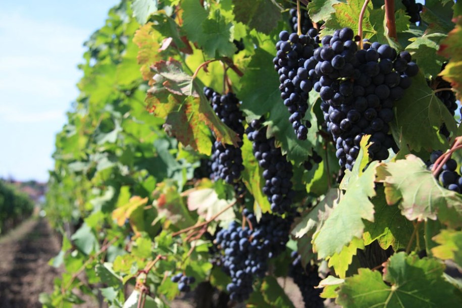 1635-vigne-glorie-van-boskoop