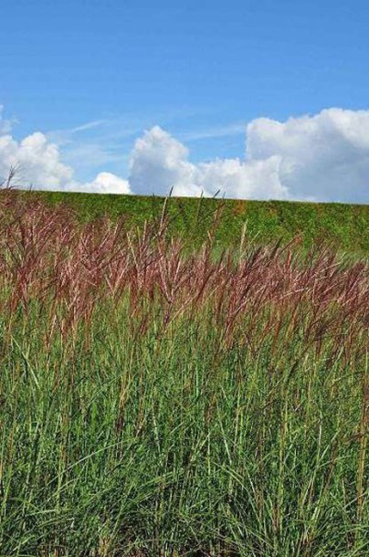 1814-miscanthus-sinensis--red-chief-