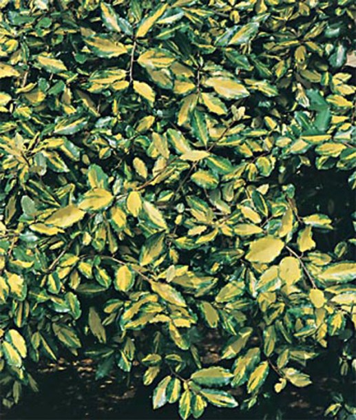 1838-elaeagnus-pugens-maculata