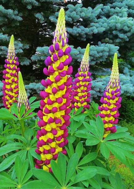 185-lupinus-manhattan-lights