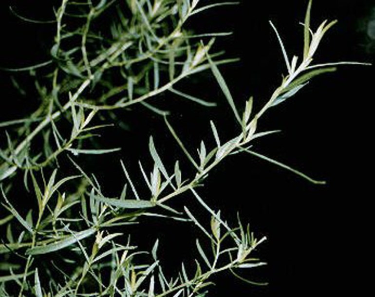 1898-artemisia-dracunculus