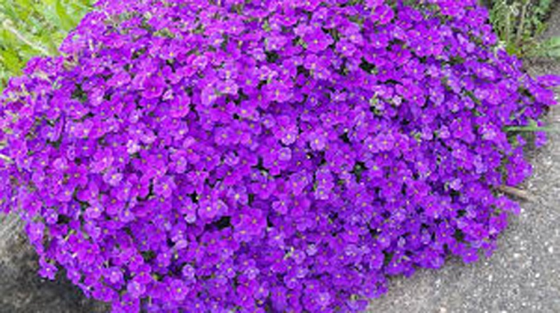 1906-Aubrieta-Hamburger-Stadtpark