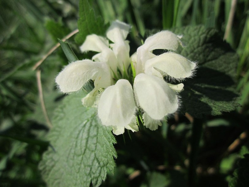 1952-lamium-maculatum-white-nancy