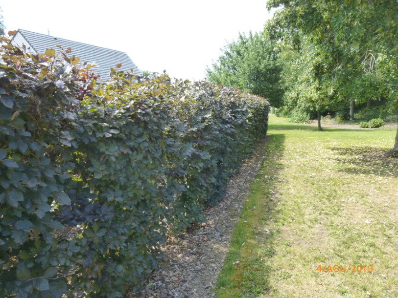 1999-Fagus-sylvatica-atropunicea