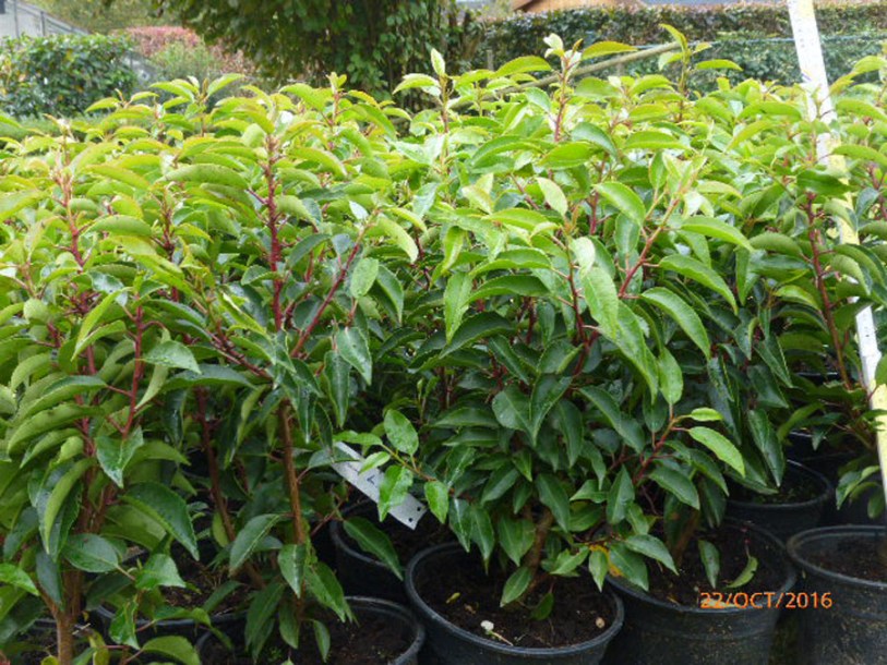 2000-prunus-lusitanica-angustifolia