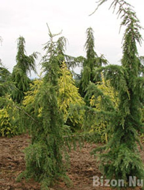 2019-cedrus-libani-glauca-pendula-y-mark-bolin