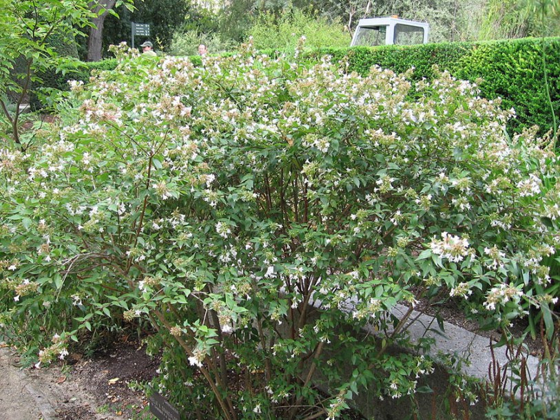 2027-abelia-x-grandiflora-8