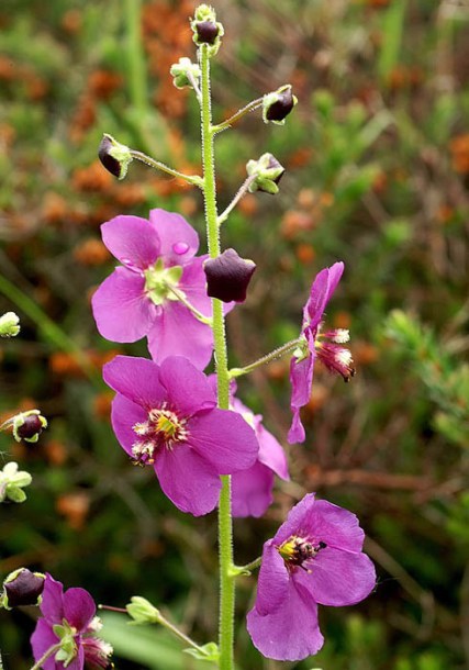 2035-verbascum-phoeniceum