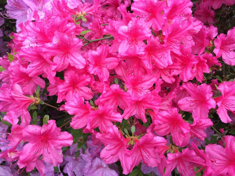 2250-azalea-rosinetta