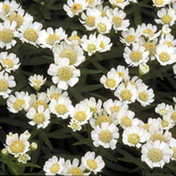 2251-achillea-nana-compacta