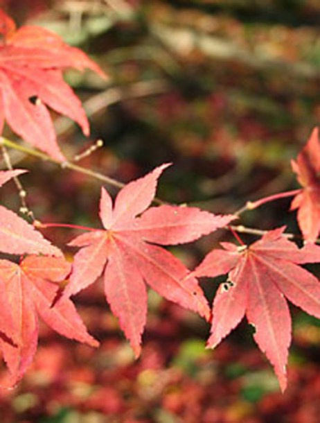232-acer-palmatum-atropurpureum-jean-pol-grandmont