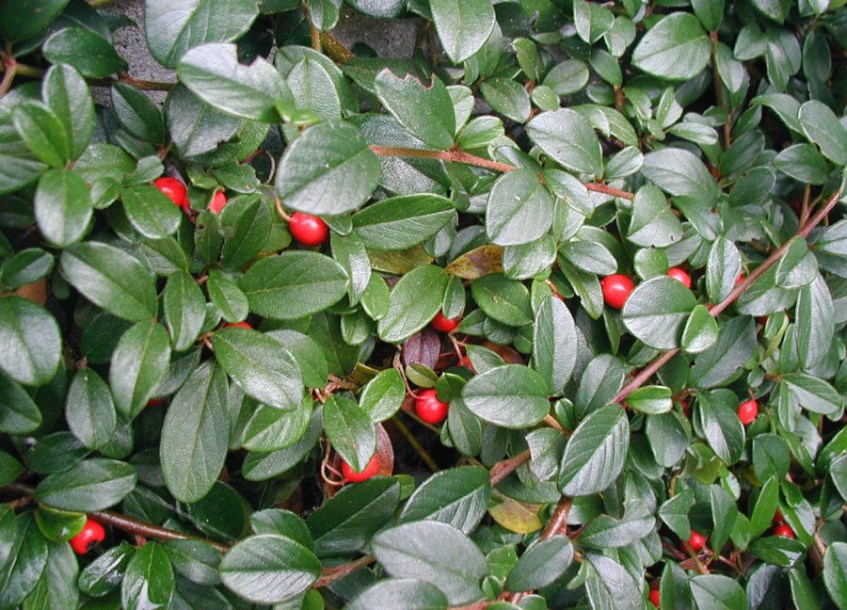 2331-cotoneaster-dammeri-major