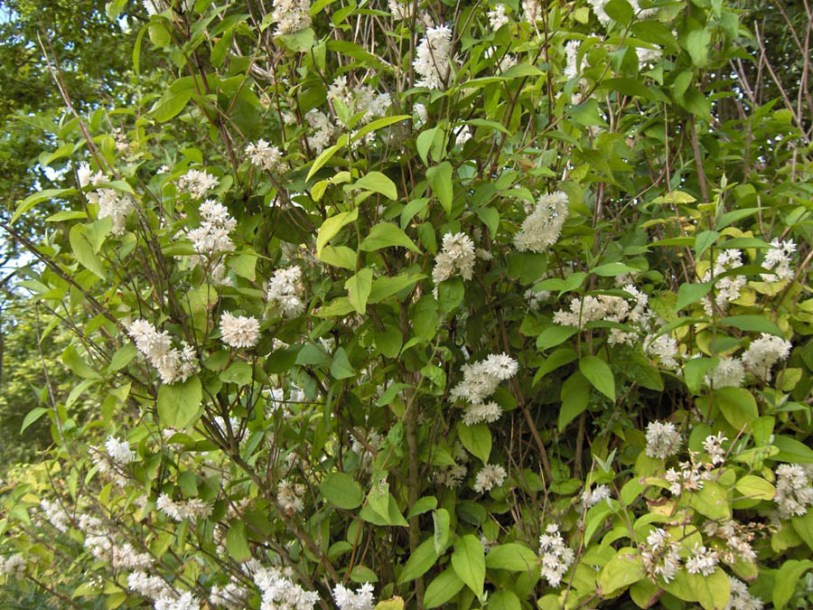 2355-deutzia-pride-of-rochester