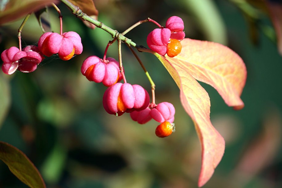 2375-euonymus-europaeus-red-cascade