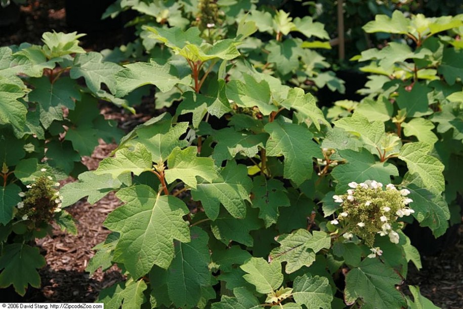 2424-hydrangea-quercifolia-sikes-dwarf-y-david-stang