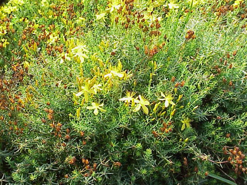 2431-hypericum-olymp-citrinum