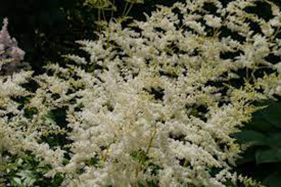 253-astilbe-brautschleier