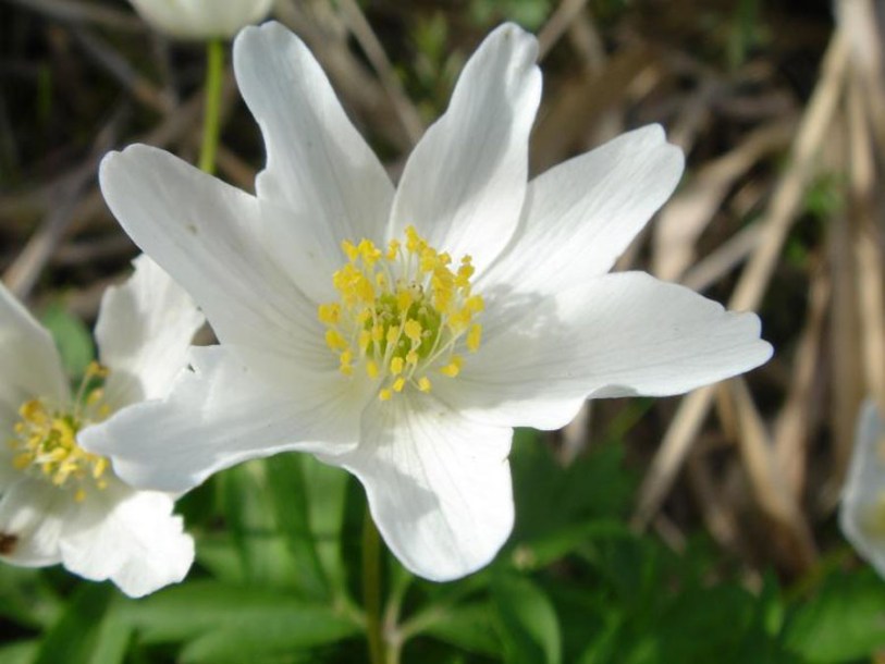 257-anemone-honorine-jobert