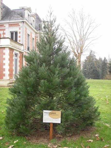 2577-sequoiadendron-giganteum