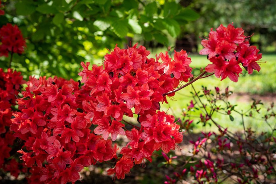 270-azalea-hino-crimson