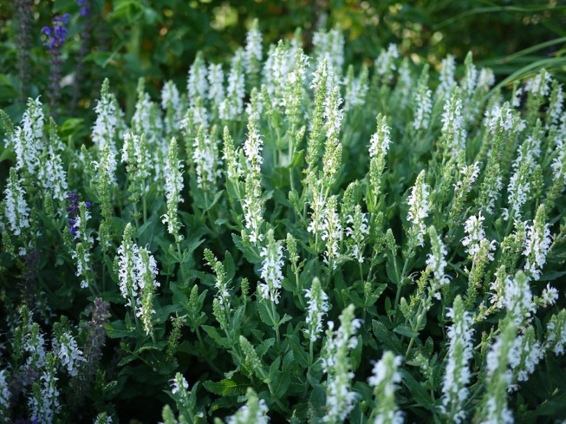 2704-lavandula-edelweis
