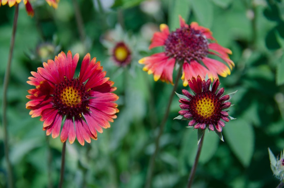 2792-gaillardia-burgunder