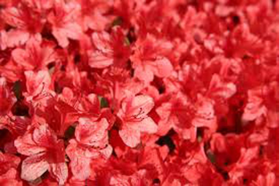 281-azalea-jap-addy-wery