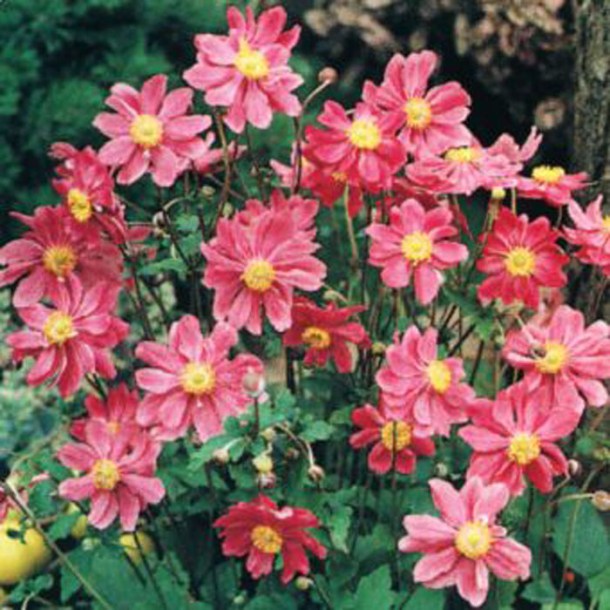 2843-anemone-prinz-heinrich