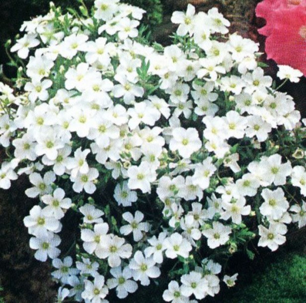 2857-arenaria-montana