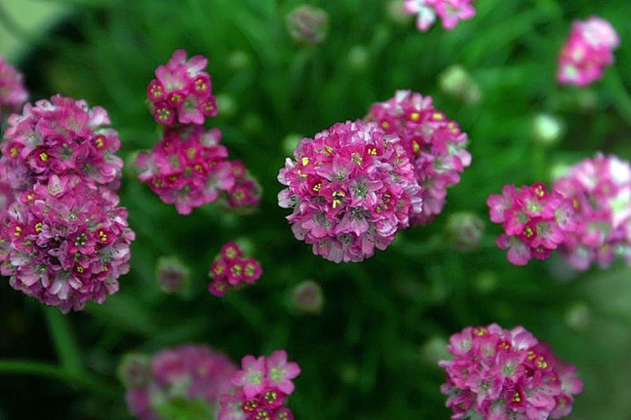 2859-Armeria_maritima_Splendens_by-David-Stang