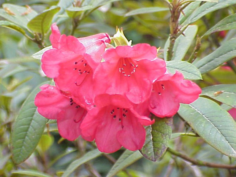 286-azalea-conny