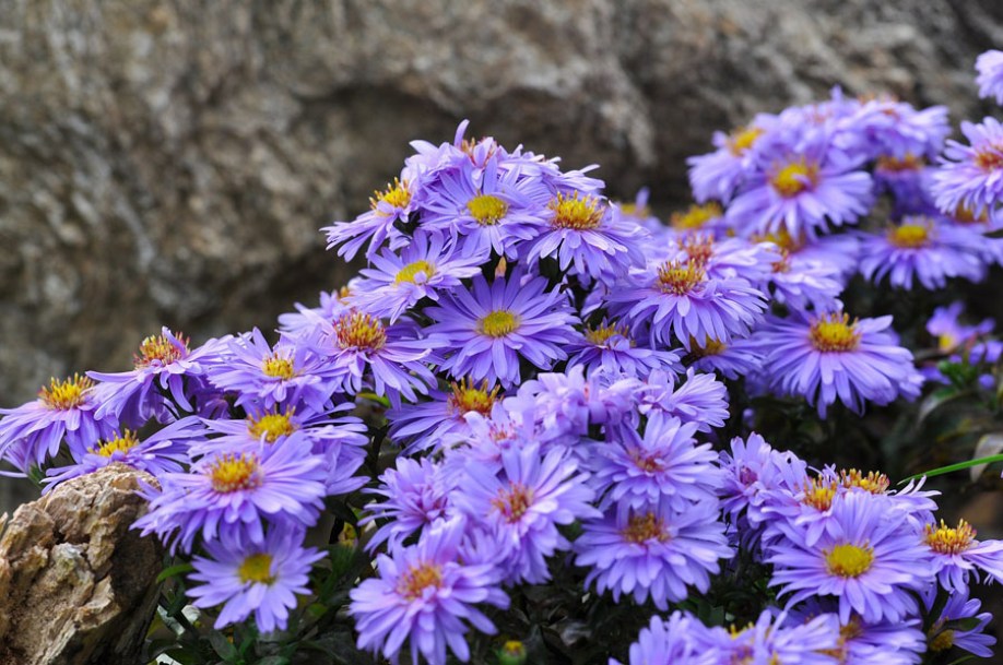 2878-Aster-NB-Marie-Ballar