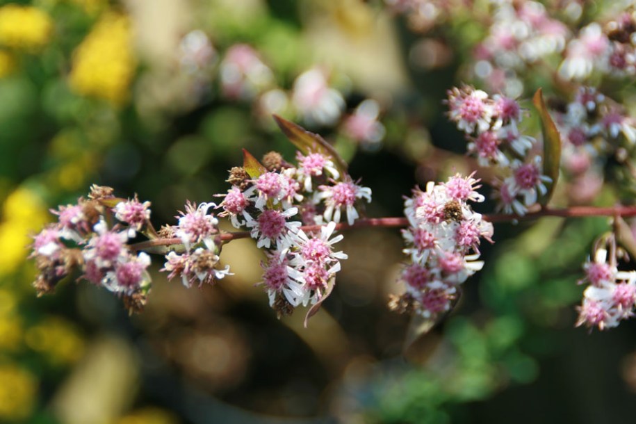 2880-aster-lateriflorus-lady-in-black-3zz