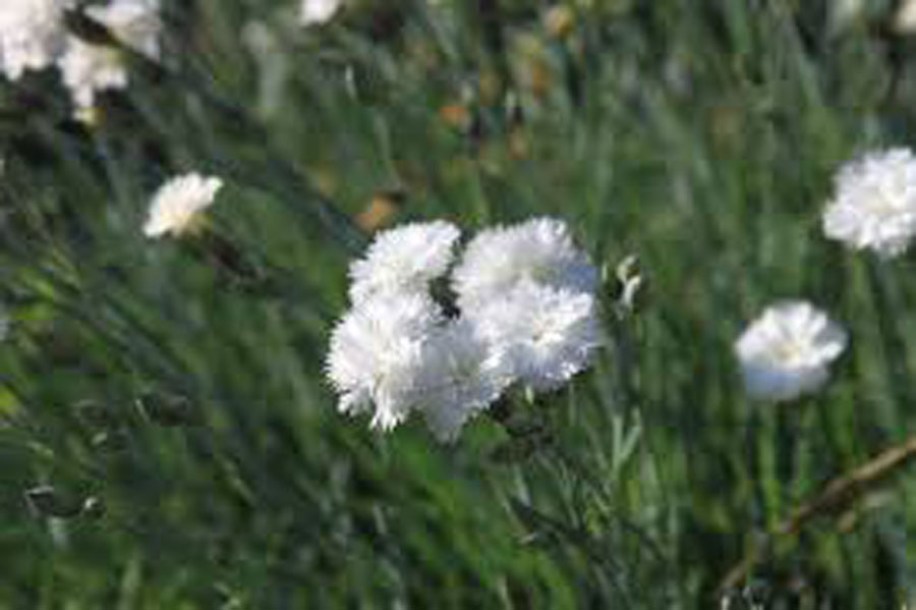 2975-dianthus-plumarius-haytor2