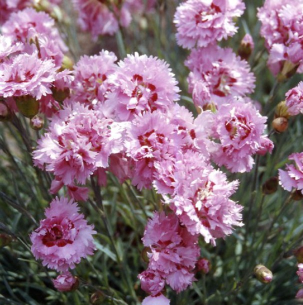 2977-dianthus-plumarius-maggie