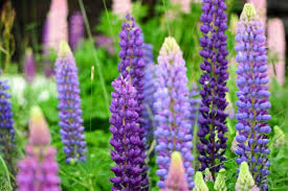 2982-digitalis-purpurea-gloxiniaflora